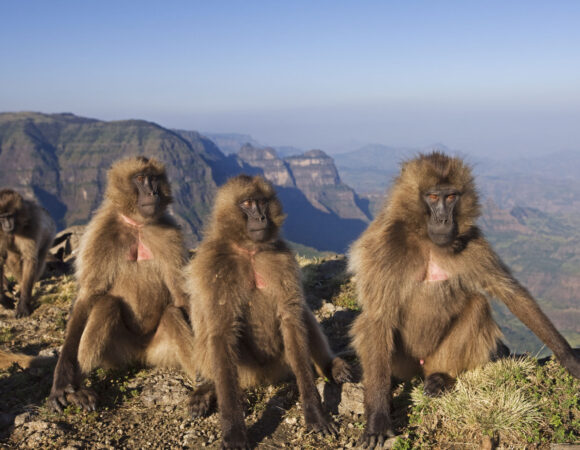 5 Endemic Species In Ethiopia’s