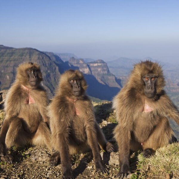 5 Endemic Species In Ethiopia’s