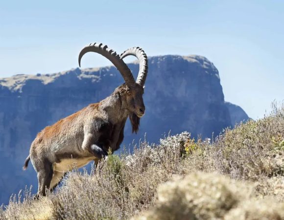 3 Days Simien Mountain Trekking