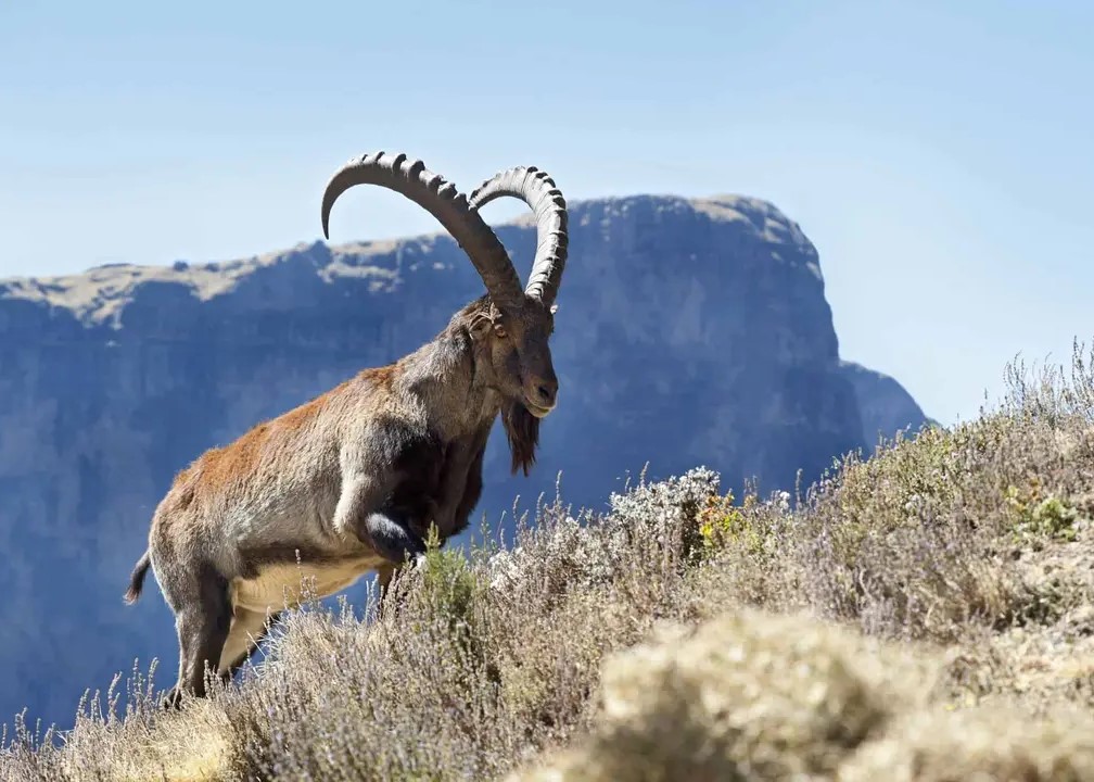 3 Days Simien Mountain Trekking